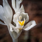 Cephalanthera austiniae 3.jpeg