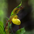 Cypripedium parviflorum.jpg