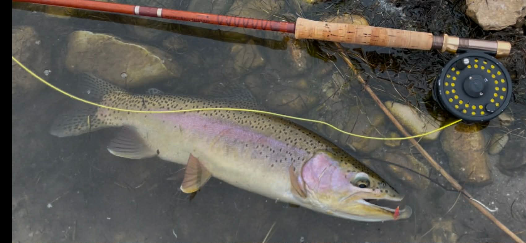 Caught rainbow trout, fishing line, fly rod, and reel in water.
