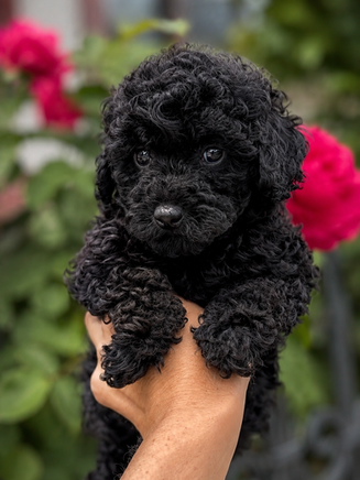 Black Toy Poodle female puppy with red rose in garden, LunaVi Caprice