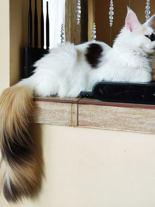 Mona Warm Place
Maine Coon Polidaktil