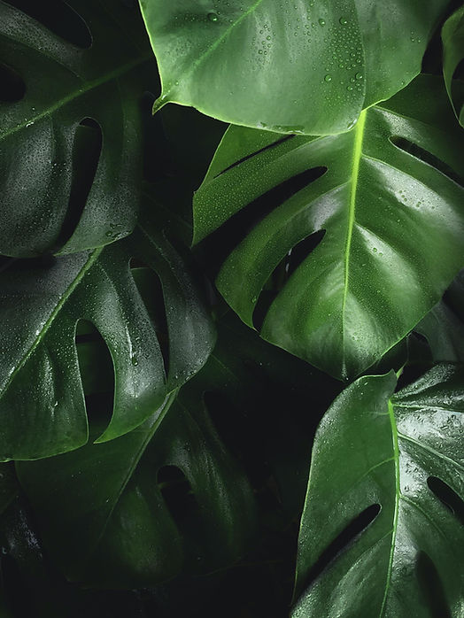 Be Organic Bases para hacer jabón de Glicerina, shampoo y acondicionador Organico