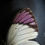 Thumbnail: Rare Purple Tip Butterfly