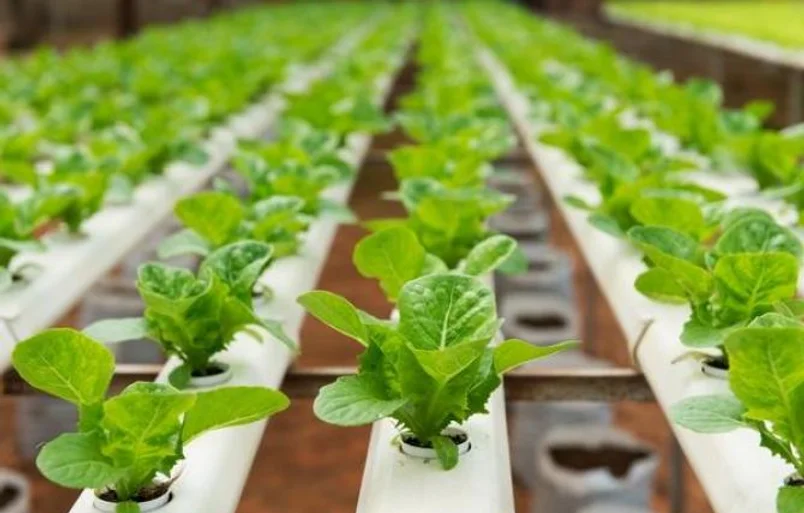 Short History Of Hydroponics