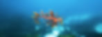 home page seahorse.jpg