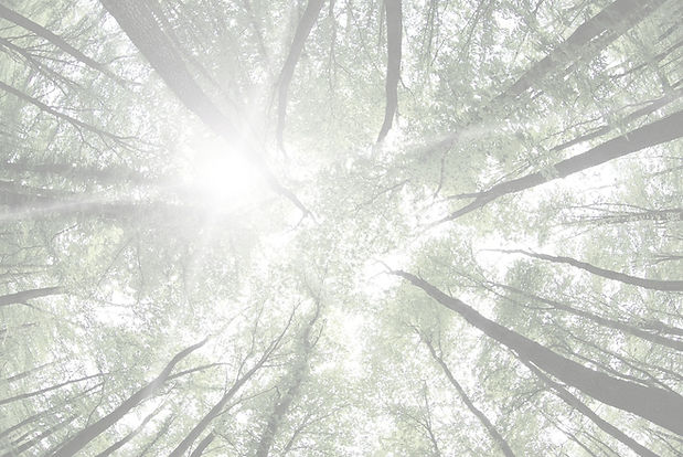 Forest Trees_edited_edited_edited.jpg