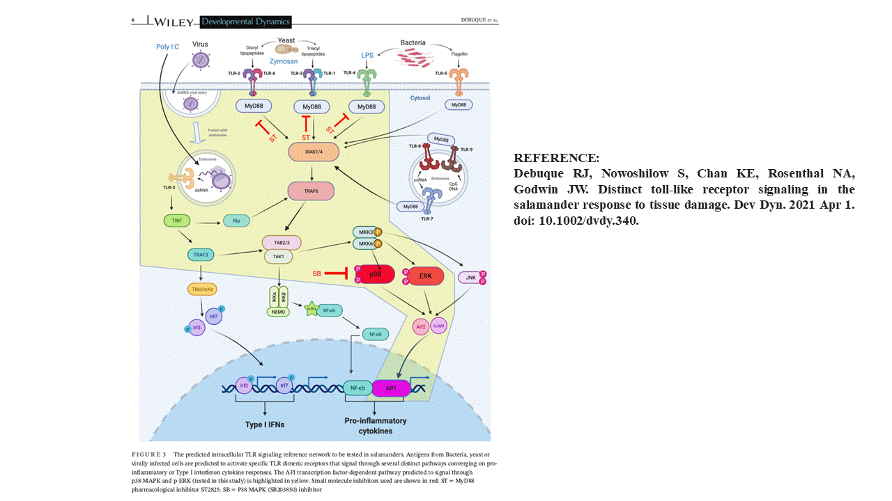 TLR-MAP kinase siganling in macrophages.