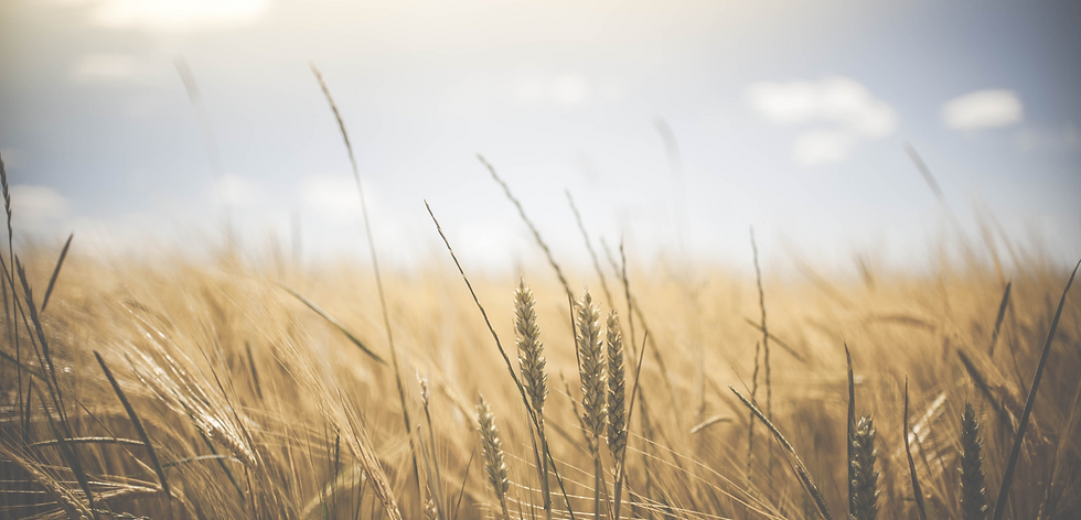Field