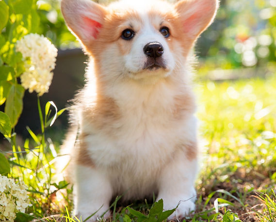 Jóga se štěňátky corgi