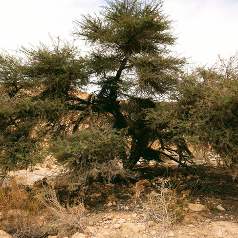 עץ שיטה בנחל עתק