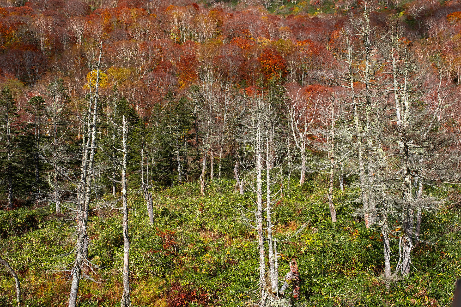 Tsugaike natural park