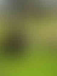 עצים ברכס כפירה