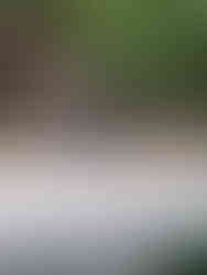 מקדש הונגו- קומנו קודו יפן