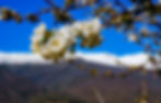White cherry blossoms on a branch under a bright blue sky with snow-capped mountains in the background. Calm, serene atmosphere. Jerte Valley, Spain