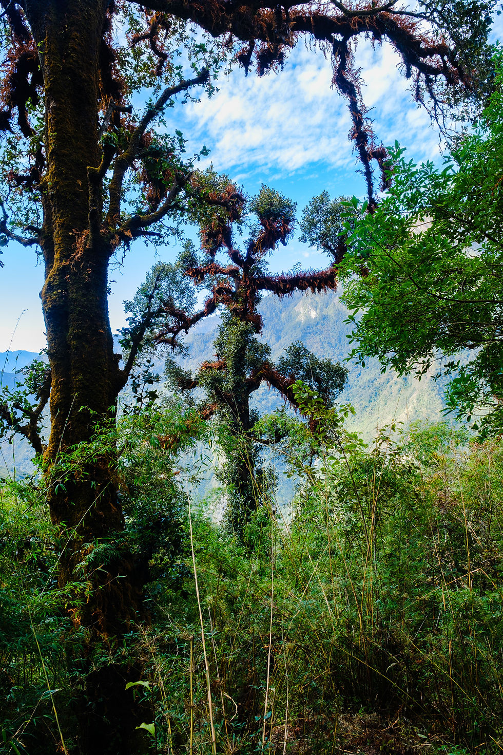 טרק מורשת הטמאנג נפאל
