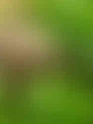 צב בכניסה לנחל יתלה