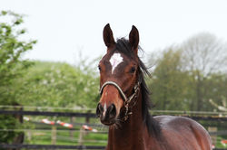 Franziskus x Harvard