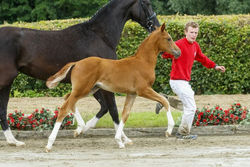 Scuderia x Royal Classic