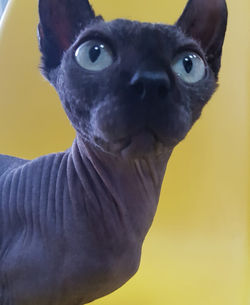 Gênnetos Iérax