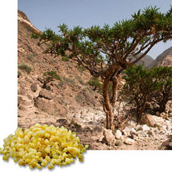 FRANKINCENSE