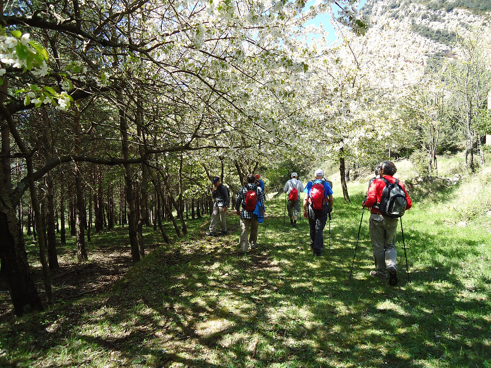 Admirant els cirerers