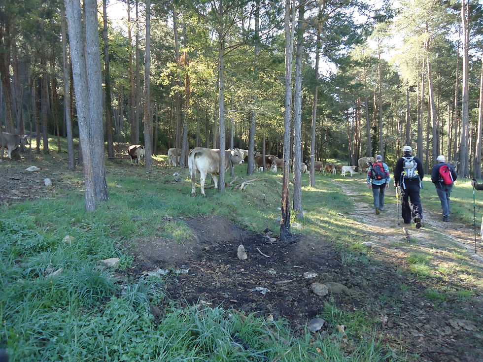 Pasem entre vaques i vedells