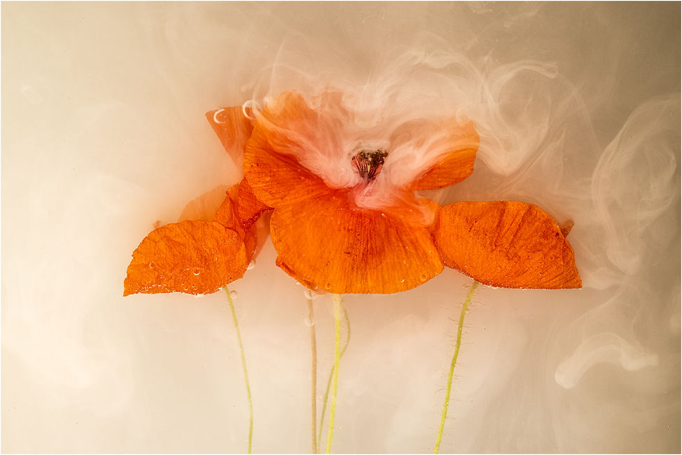 175A7130 Mohnblume im Wasserbad