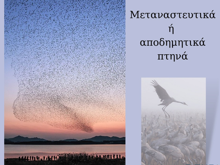 Μετανάστευση πτηνών