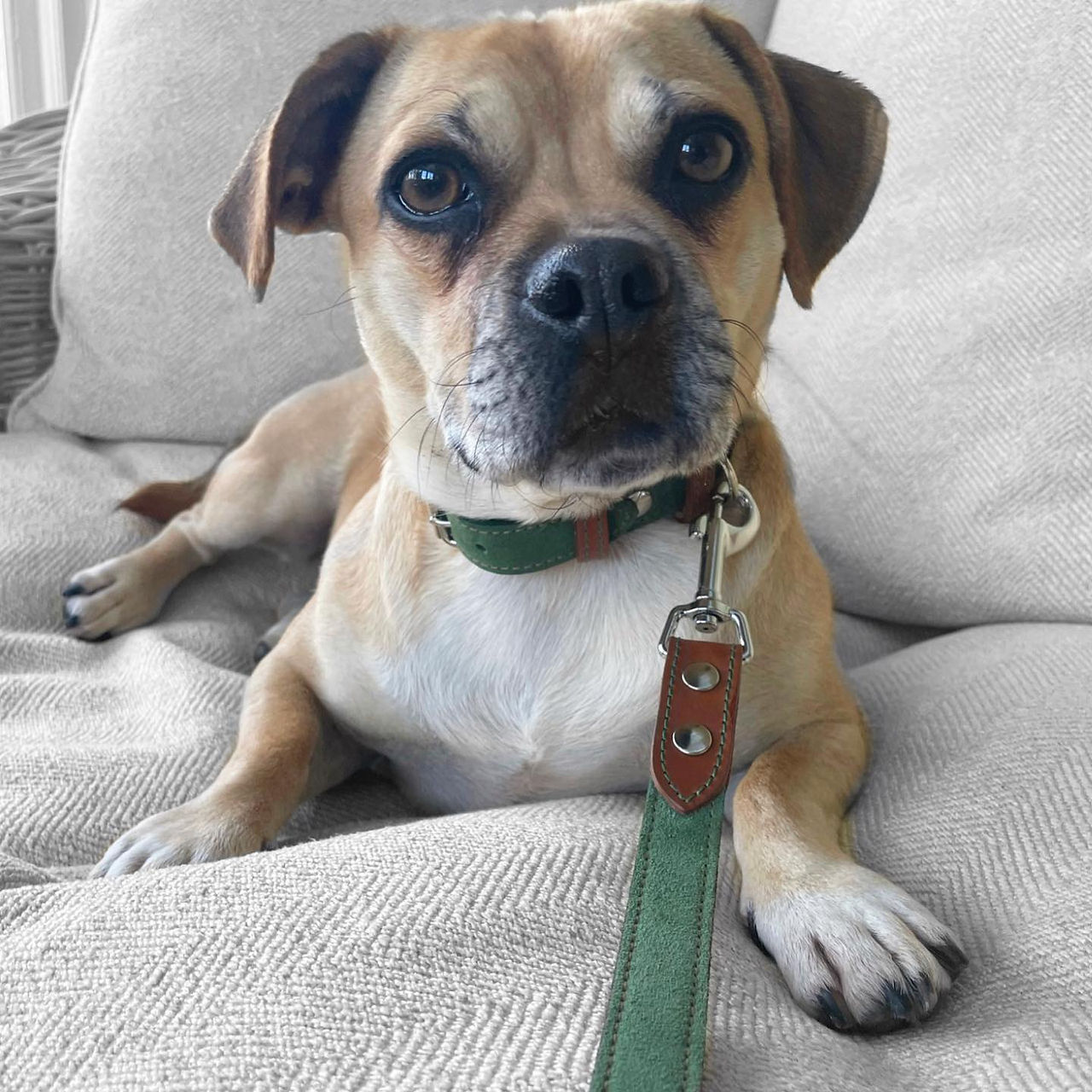 British made dog accessories