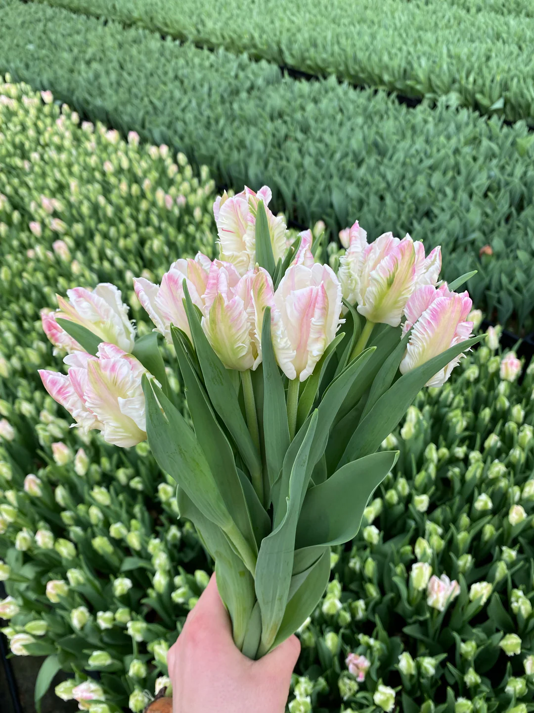 Cabana Parrot British Tulips from Smith and Munson