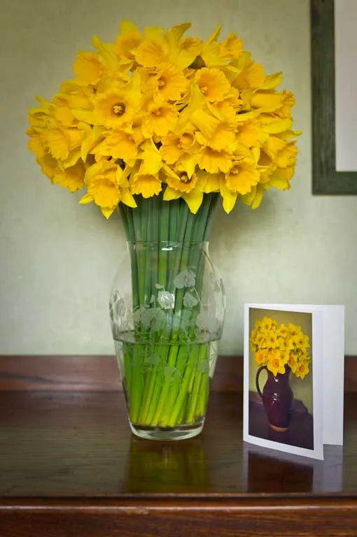 Pembrokeshire Daffodils from Brooksgrove Farm