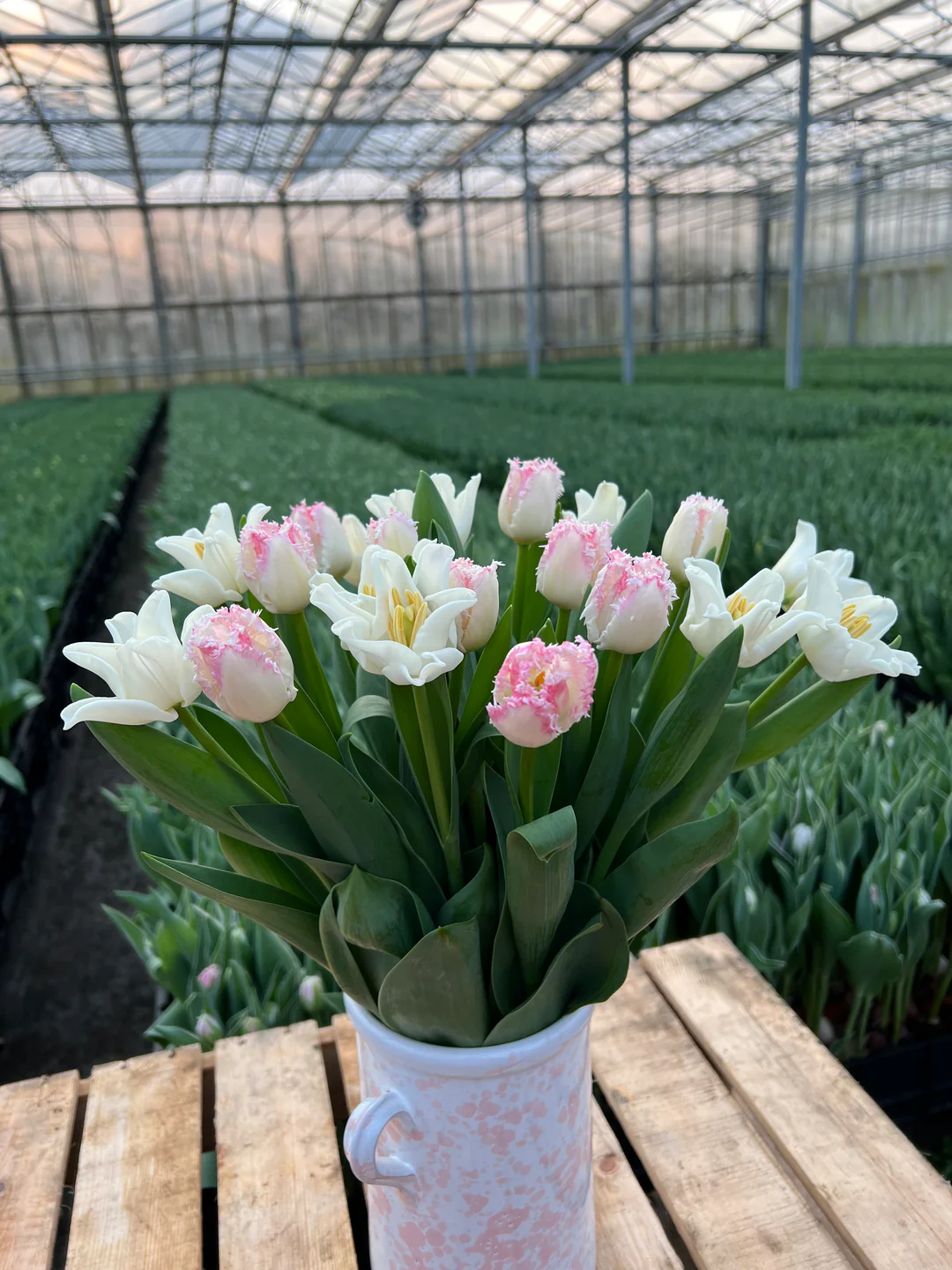 Mother's Day British Tulips from Smith and Munson