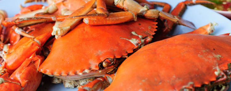 crab