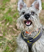 Oliver