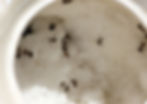 Ants in sugar bowl