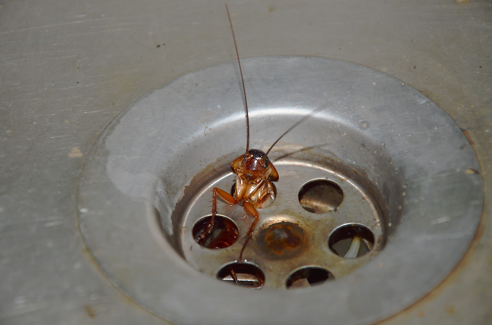 American cockroach