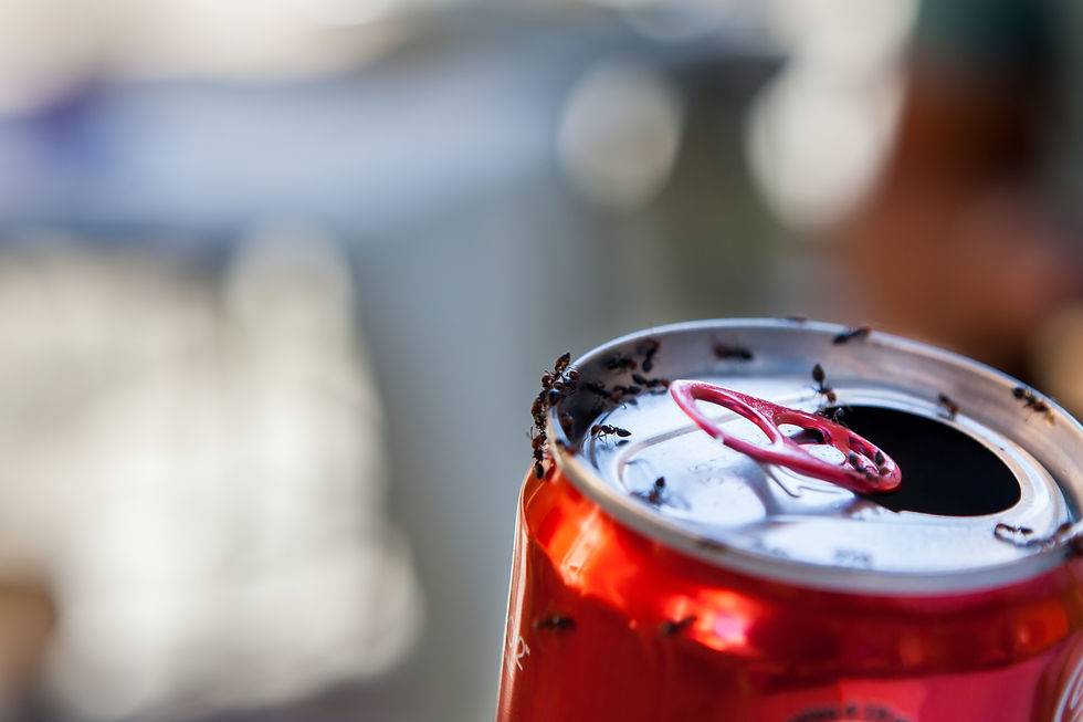 Ants in a drink can