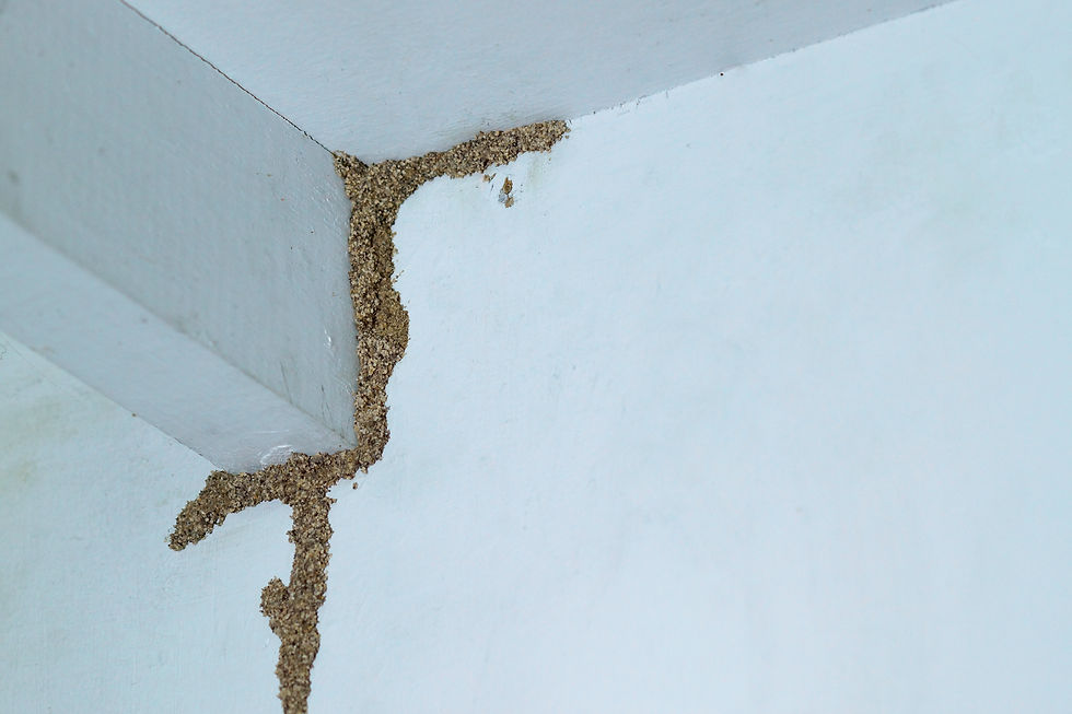 Termite workings coming from a ceiling