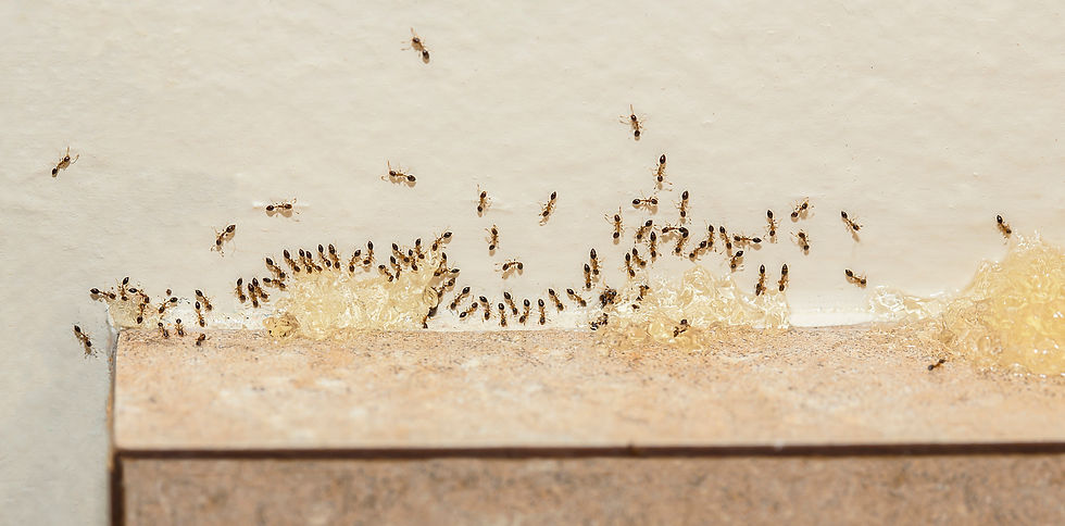 Ants eating bait