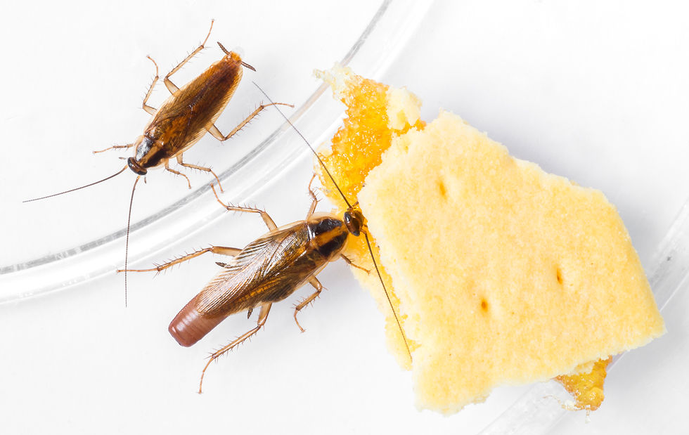 German cockroaches