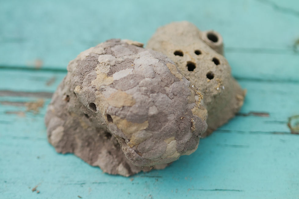 Mud nests