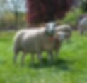 Schaf_mit_Lamm_Quad.jpg
