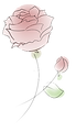 バラ