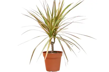Dracaena Red Margined - 4 Inch Pot