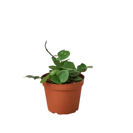 Hoya Carnosa Chelsea - 6 Inch Pot - NURSERY POT ONLY