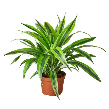 Dracaena Deremensis Lemon Surprise - 6 Inch Pot - NURSERY POT ONLY