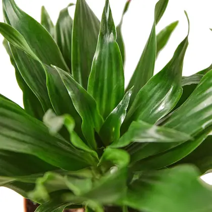 Dracaena Janet Craig - 6 Inch Pot - NURSERY POT ONLY