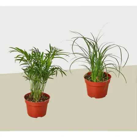 2 Palm Variety Pack / 4 Inch Pots / Live Plant / House Plant
