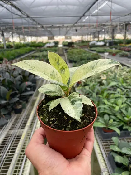 Ficus shivereana (Moonshine)