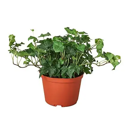 English Ivy Green California - 6 Inch Pot - NURSERY POT ONLY
